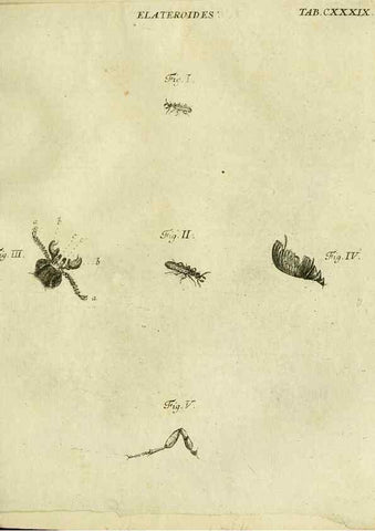 Reproducción/Reproduction 9733422586: Iacobi Christiani Shaefferi Icones insectorvm circa Ratisbonam :. Ratisbonae :Typis Zeitlerianis,1791.
