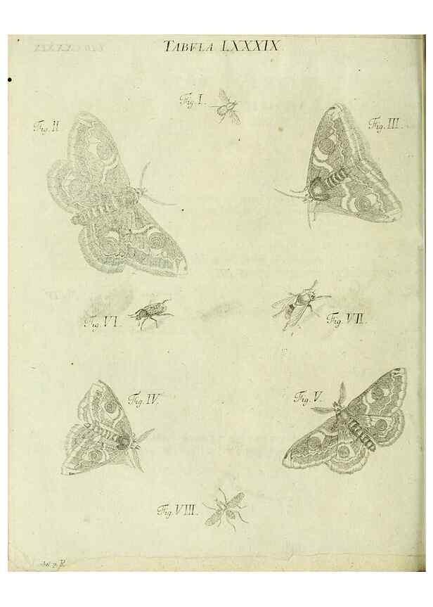 Reproducción/Reproduction 9730196859: Iacobi Christiani Shaefferi Icones insectorvm circa Ratisbonam :. Ratisbonae :Typis Zeitlerianis,1791.