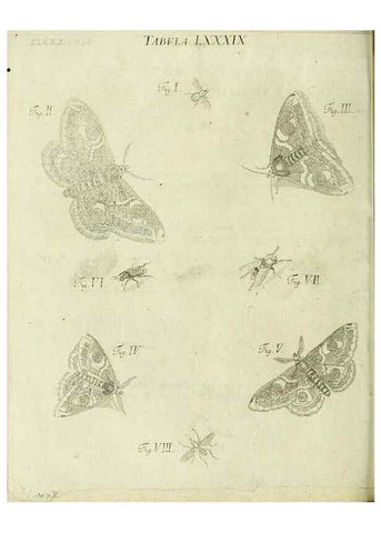 Reproducción/Reproduction 9730196859: Iacobi Christiani Shaefferi Icones insectorvm circa Ratisbonam :. Ratisbonae :Typis Zeitlerianis,1791.