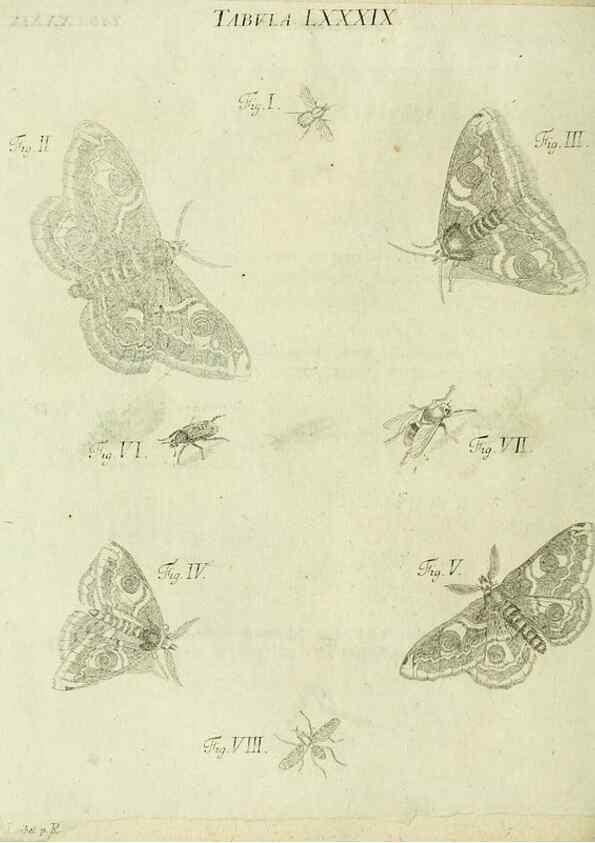 Reproducción/Reproduction 9730196859: Iacobi Christiani Shaefferi Icones insectorvm circa Ratisbonam :. Ratisbonae :Typis Zeitlerianis,1791.