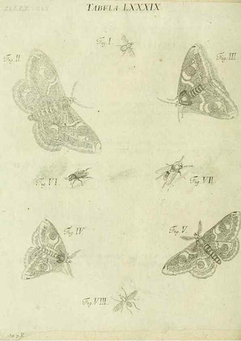 Reproducción/Reproduction 9730196859: Iacobi Christiani Shaefferi Icones insectorvm circa Ratisbonam :. Ratisbonae :Typis Zeitlerianis,1791.