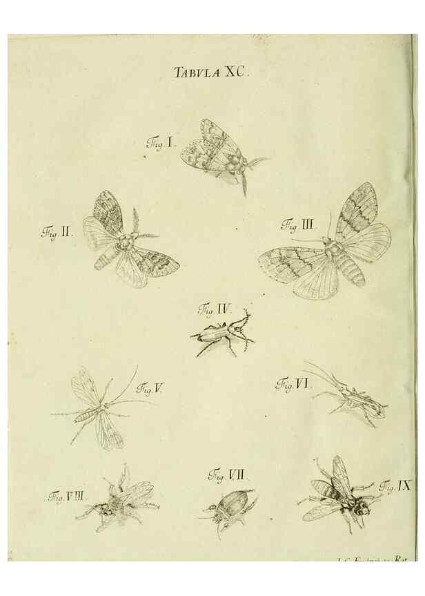 Reproducción/Reproduction 9730197699: Iacobi Christiani Shaefferi Icones insectorvm circa Ratisbonam :. Ratisbonae :Typis Zeitlerianis,1791.