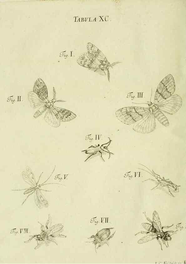 Reproducción/Reproduction 9730197699: Iacobi Christiani Shaefferi Icones insectorvm circa Ratisbonam :. Ratisbonae :Typis Zeitlerianis,1791.