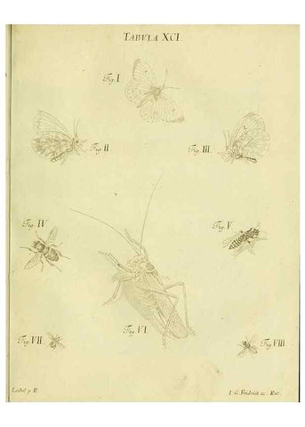Reproducción/Reproduction 9733425740: Iacobi Christiani Shaefferi Icones insectorvm circa Ratisbonam :. Ratisbonae :Typis Zeitlerianis,1791.