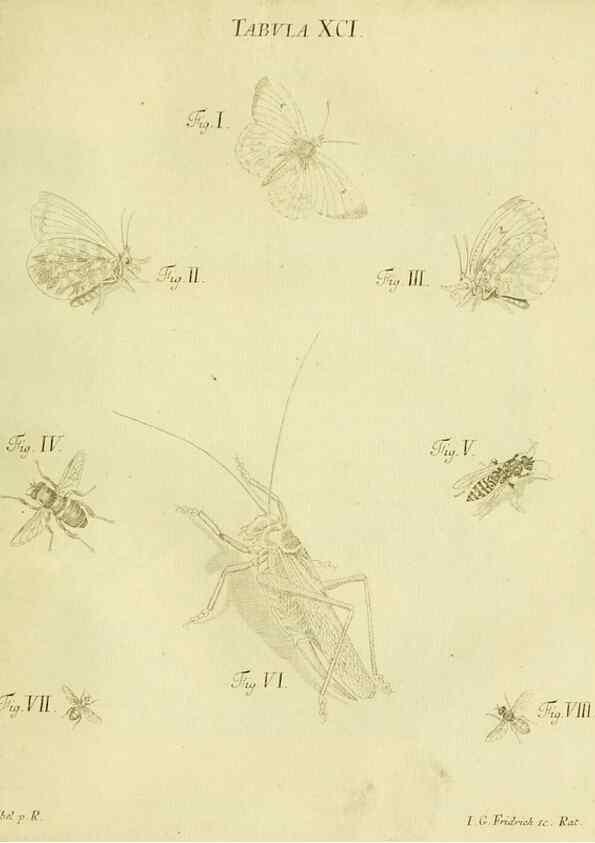 Reproducción/Reproduction 9733425740: Iacobi Christiani Shaefferi Icones insectorvm circa Ratisbonam :. Ratisbonae :Typis Zeitlerianis,1791.