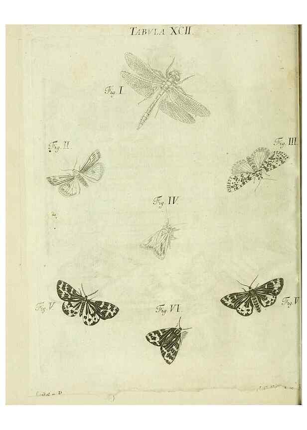 Reproducción/Reproduction 9730201635: Iacobi Christiani Shaefferi Icones insectorvm circa Ratisbonam :. Ratisbonae :Typis Zeitlerianis,1791.