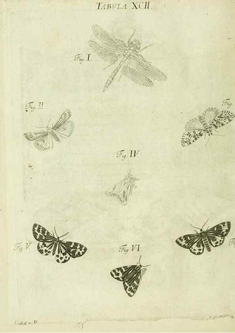 Reproducción/Reproduction 9730201635: Iacobi Christiani Shaefferi Icones insectorvm circa Ratisbonam :. Ratisbonae :Typis Zeitlerianis,1791.