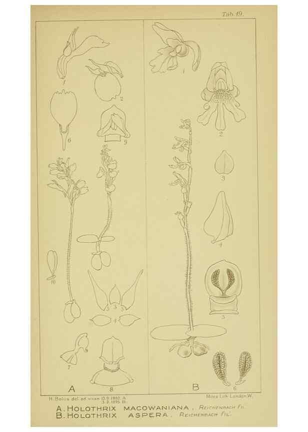 Reproducción/Reproduction 9730845579: Icones orchidearum austro-africanarum extra-tropicarum :. London :W. Wesley,1896-1913.