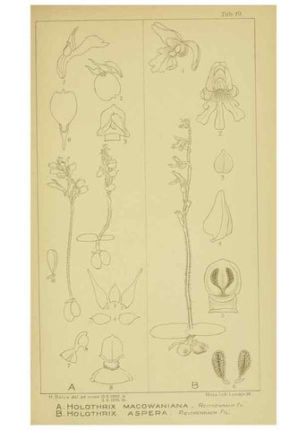 Reproducción/Reproduction 9730845579: Icones orchidearum austro-africanarum extra-tropicarum :. London :W. Wesley,1896-1913.