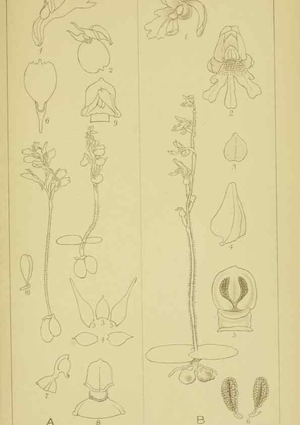 Reproducción/Reproduction 9730845579: Icones orchidearum austro-africanarum extra-tropicarum :. London :W. Wesley,1896-1913.