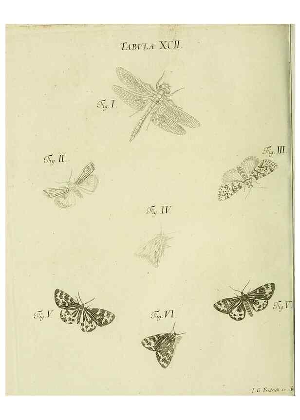 Reproducción/Reproduction 9730202761: Iacobi Christiani Shaefferi Icones insectorvm circa Ratisbonam :. Ratisbonae :Typis Zeitlerianis,1791.