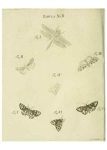 Reproducción/Reproduction 9730202761: Iacobi Christiani Shaefferi Icones insectorvm circa Ratisbonam :. Ratisbonae :Typis Zeitlerianis,1791.