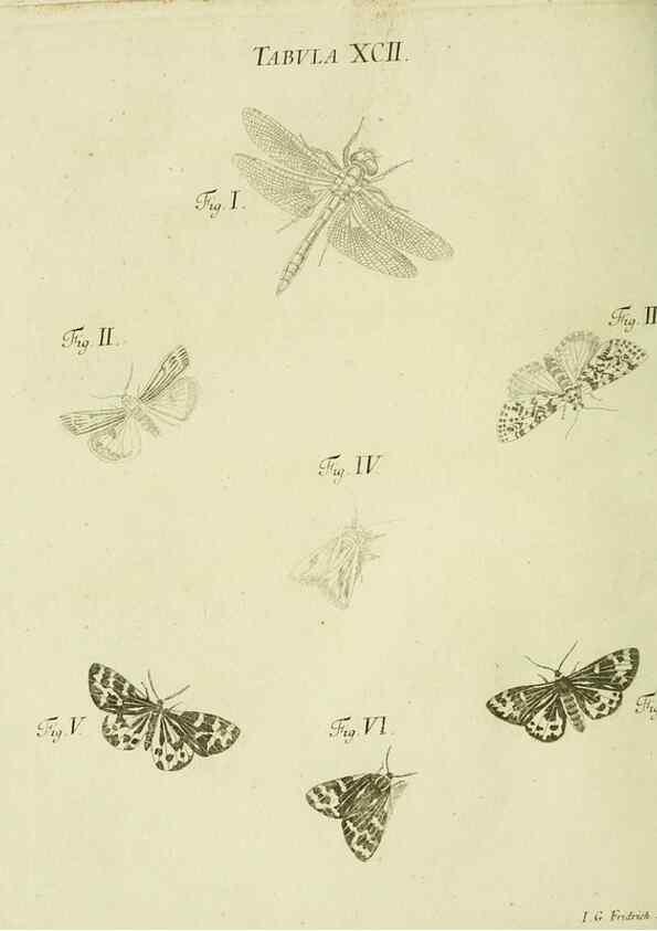 Reproducción/Reproduction 9730202761: Iacobi Christiani Shaefferi Icones insectorvm circa Ratisbonam :. Ratisbonae :Typis Zeitlerianis,1791.