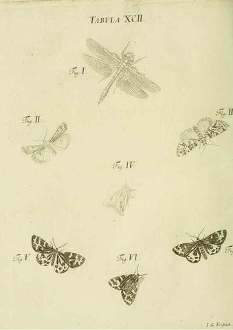 Reproducción/Reproduction 9730202761: Iacobi Christiani Shaefferi Icones insectorvm circa Ratisbonam :. Ratisbonae :Typis Zeitlerianis,1791.