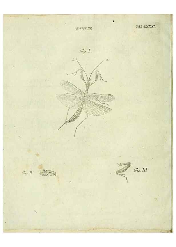 Reproducción/Reproduction 9733431572: Iacobi Christiani Shaefferi Icones insectorvm circa Ratisbonam :. Ratisbonae :Typis Zeitlerianis,1791.