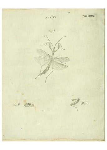 Reproducción/Reproduction 9733431572: Iacobi Christiani Shaefferi Icones insectorvm circa Ratisbonam :. Ratisbonae :Typis Zeitlerianis,1791.