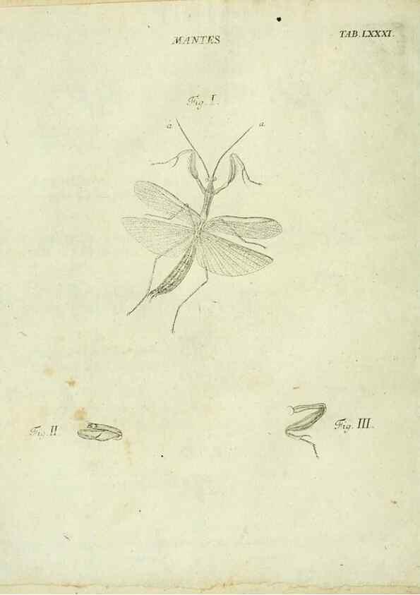 Reproducción/Reproduction 9733431572: Iacobi Christiani Shaefferi Icones insectorvm circa Ratisbonam :. Ratisbonae :Typis Zeitlerianis,1791.