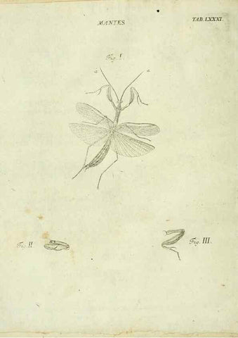 Reproducción/Reproduction 9733431572: Iacobi Christiani Shaefferi Icones insectorvm circa Ratisbonam :. Ratisbonae :Typis Zeitlerianis,1791.