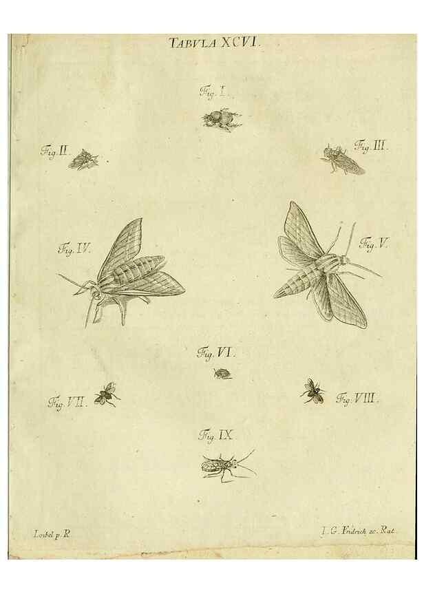 Reproducción/Reproduction 9733432696: Iacobi Christiani Shaefferi Icones insectorvm circa Ratisbonam :. Ratisbonae :Typis Zeitlerianis,1791.