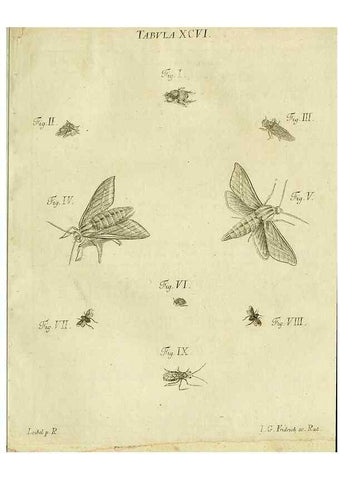Reproducción/Reproduction 9733432696: Iacobi Christiani Shaefferi Icones insectorvm circa Ratisbonam :. Ratisbonae :Typis Zeitlerianis,1791.