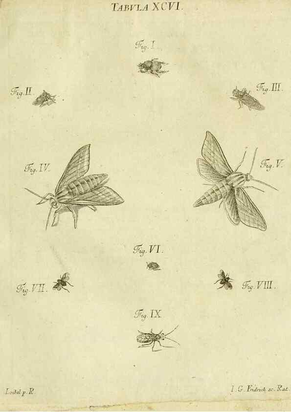 Reproducción/Reproduction 9733432696: Iacobi Christiani Shaefferi Icones insectorvm circa Ratisbonam :. Ratisbonae :Typis Zeitlerianis,1791.
