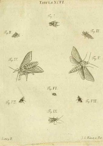 Reproducción/Reproduction 9733432696: Iacobi Christiani Shaefferi Icones insectorvm circa Ratisbonam :. Ratisbonae :Typis Zeitlerianis,1791.