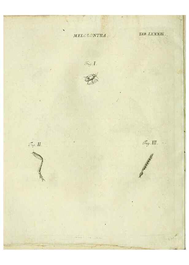 Reproducción/Reproduction 9730206843: Iacobi Christiani Shaefferi Icones insectorvm circa Ratisbonam :. Ratisbonae :Typis Zeitlerianis,1791.