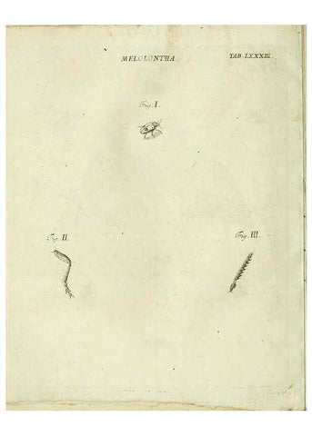 Reproducción/Reproduction 9730206843: Iacobi Christiani Shaefferi Icones insectorvm circa Ratisbonam :. Ratisbonae :Typis Zeitlerianis,1791.