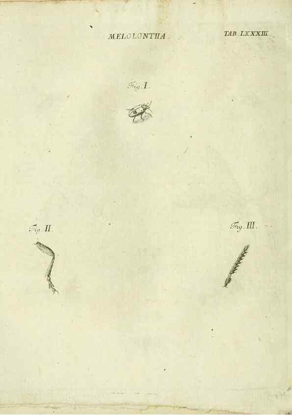 Reproducción/Reproduction 9730206843: Iacobi Christiani Shaefferi Icones insectorvm circa Ratisbonam :. Ratisbonae :Typis Zeitlerianis,1791.