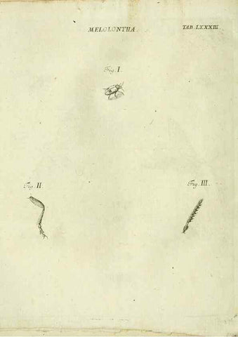 Reproducción/Reproduction 9730206843: Iacobi Christiani Shaefferi Icones insectorvm circa Ratisbonam :. Ratisbonae :Typis Zeitlerianis,1791.