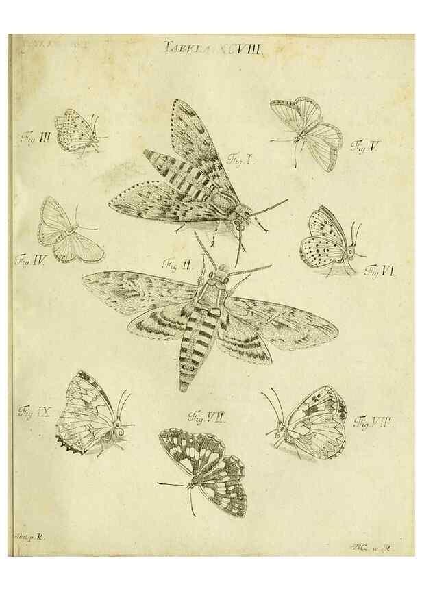 Reproducción/Reproduction 9733434852: Iacobi Christiani Shaefferi Icones insectorvm circa Ratisbonam :. Ratisbonae :Typis Zeitlerianis,1791.