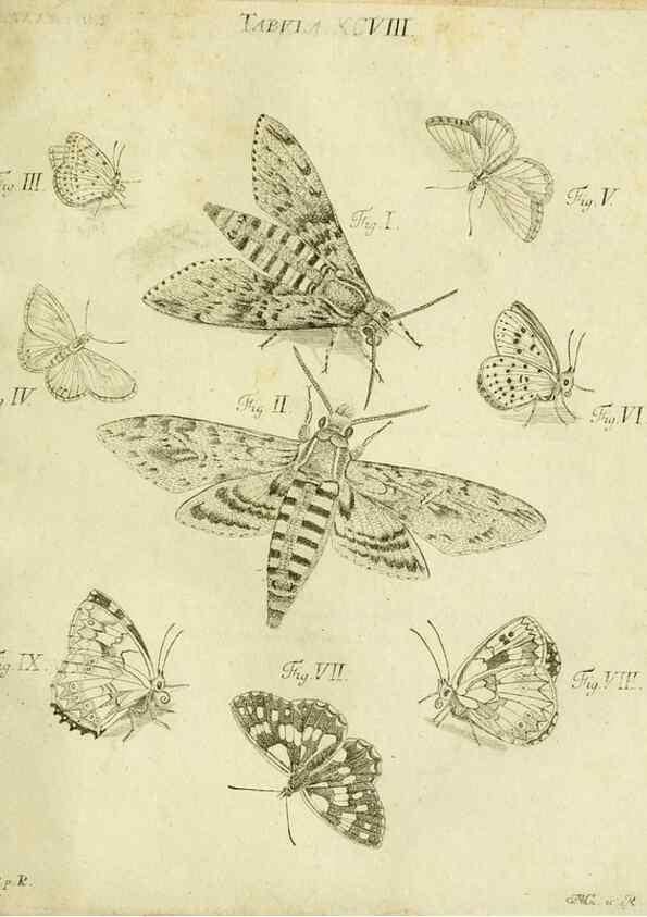 Reproducción/Reproduction 9733434852: Iacobi Christiani Shaefferi Icones insectorvm circa Ratisbonam :. Ratisbonae :Typis Zeitlerianis,1791.