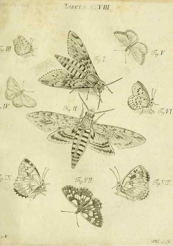 Reproducción/Reproduction 9733434852: Iacobi Christiani Shaefferi Icones insectorvm circa Ratisbonam :. Ratisbonae :Typis Zeitlerianis,1791.