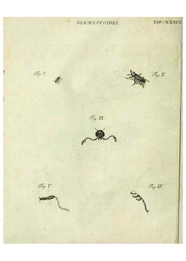 Reproducción/Reproduction 9733435868: Iacobi Christiani Shaefferi Icones insectorvm circa Ratisbonam :. Ratisbonae :Typis Zeitlerianis,1791.