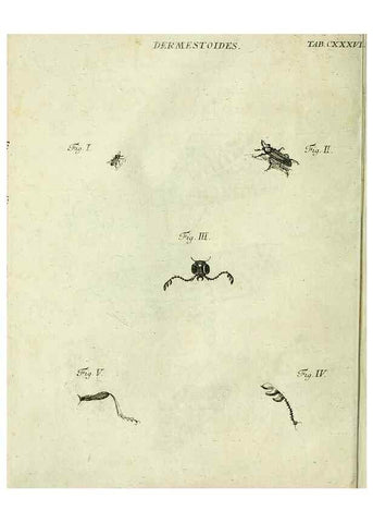 Reproducción/Reproduction 9733435868: Iacobi Christiani Shaefferi Icones insectorvm circa Ratisbonam :. Ratisbonae :Typis Zeitlerianis,1791.