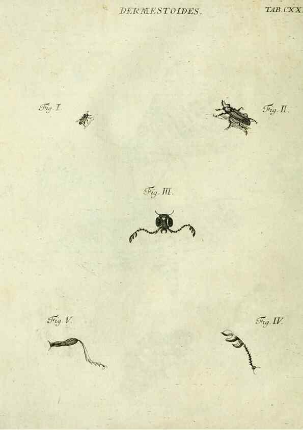 Reproducción/Reproduction 9733435868: Iacobi Christiani Shaefferi Icones insectorvm circa Ratisbonam :. Ratisbonae :Typis Zeitlerianis,1791.