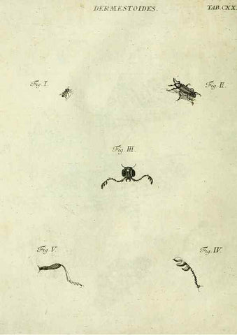 Reproducción/Reproduction 9733435868: Iacobi Christiani Shaefferi Icones insectorvm circa Ratisbonam :. Ratisbonae :Typis Zeitlerianis,1791.