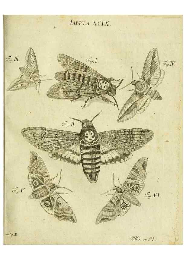 Reproducción/Reproduction 9733437188: Iacobi Christiani Shaefferi Icones insectorvm circa Ratisbonam :. Ratisbonae :Typis Zeitlerianis,1791.