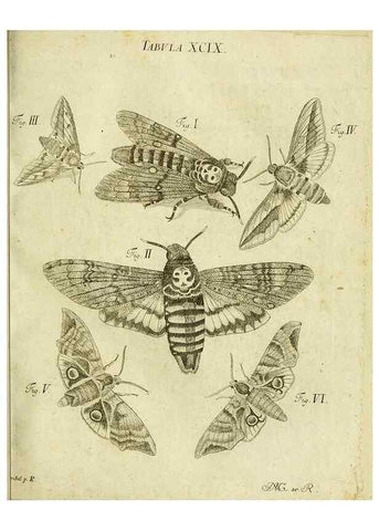 Reproducción/Reproduction 9733437188: Iacobi Christiani Shaefferi Icones insectorvm circa Ratisbonam :. Ratisbonae :Typis Zeitlerianis,1791.