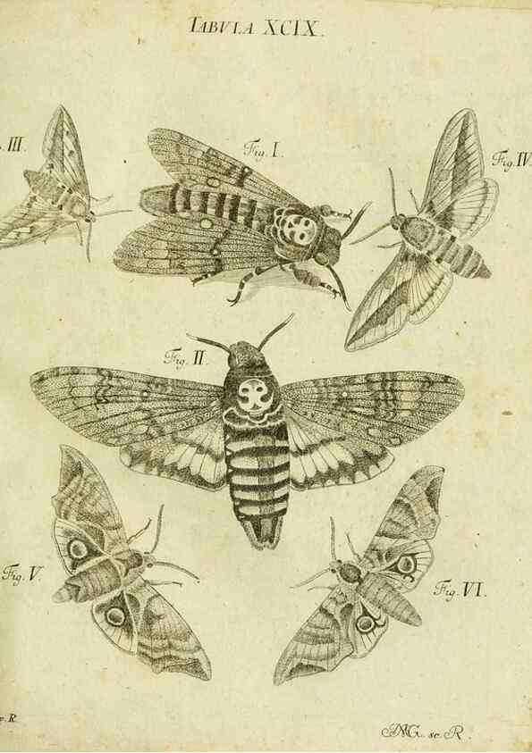 Reproducción/Reproduction 9733437188: Iacobi Christiani Shaefferi Icones insectorvm circa Ratisbonam :. Ratisbonae :Typis Zeitlerianis,1791.
