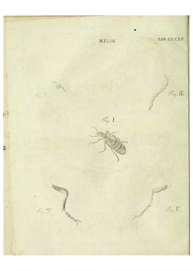Reproducción/Reproduction 9733438114: Iacobi Christiani Shaefferi Icones insectorvm circa Ratisbonam :. Ratisbonae :Typis Zeitlerianis,1791.