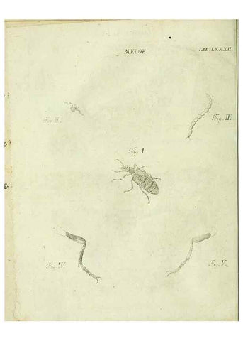 Reproducción/Reproduction 9733438114: Iacobi Christiani Shaefferi Icones insectorvm circa Ratisbonam :. Ratisbonae :Typis Zeitlerianis,1791.