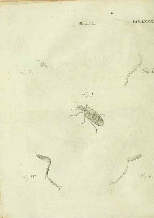 Reproducción/Reproduction 9733438114: Iacobi Christiani Shaefferi Icones insectorvm circa Ratisbonam :. Ratisbonae :Typis Zeitlerianis,1791.