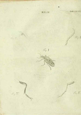 Reproducción/Reproduction 9733438114: Iacobi Christiani Shaefferi Icones insectorvm circa Ratisbonam :. Ratisbonae :Typis Zeitlerianis,1791.