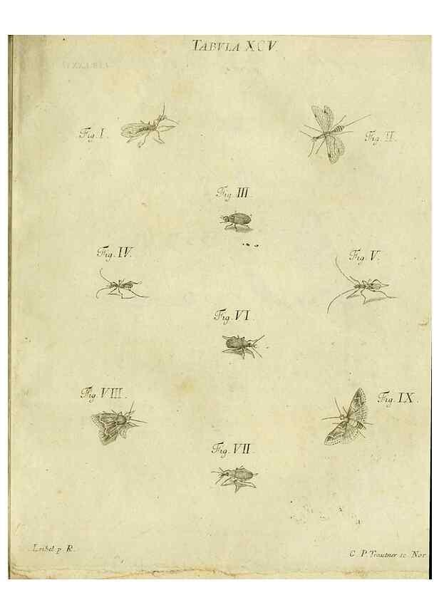 Reproducción/Reproduction 9730203759: Iacobi Christiani Shaefferi Icones insectorvm circa Ratisbonam :. Ratisbonae :Typis Zeitlerianis,1791.
