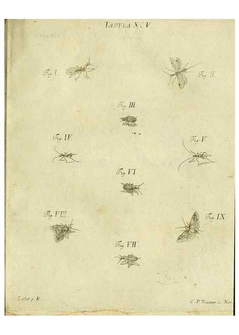 Reproducción/Reproduction 9730203759: Iacobi Christiani Shaefferi Icones insectorvm circa Ratisbonam :. Ratisbonae :Typis Zeitlerianis,1791.
