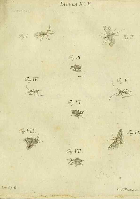 Reproducción/Reproduction 9730203759: Iacobi Christiani Shaefferi Icones insectorvm circa Ratisbonam :. Ratisbonae :Typis Zeitlerianis,1791.