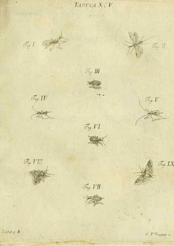 Reproducción/Reproduction 9730203759: Iacobi Christiani Shaefferi Icones insectorvm circa Ratisbonam :. Ratisbonae :Typis Zeitlerianis,1791.