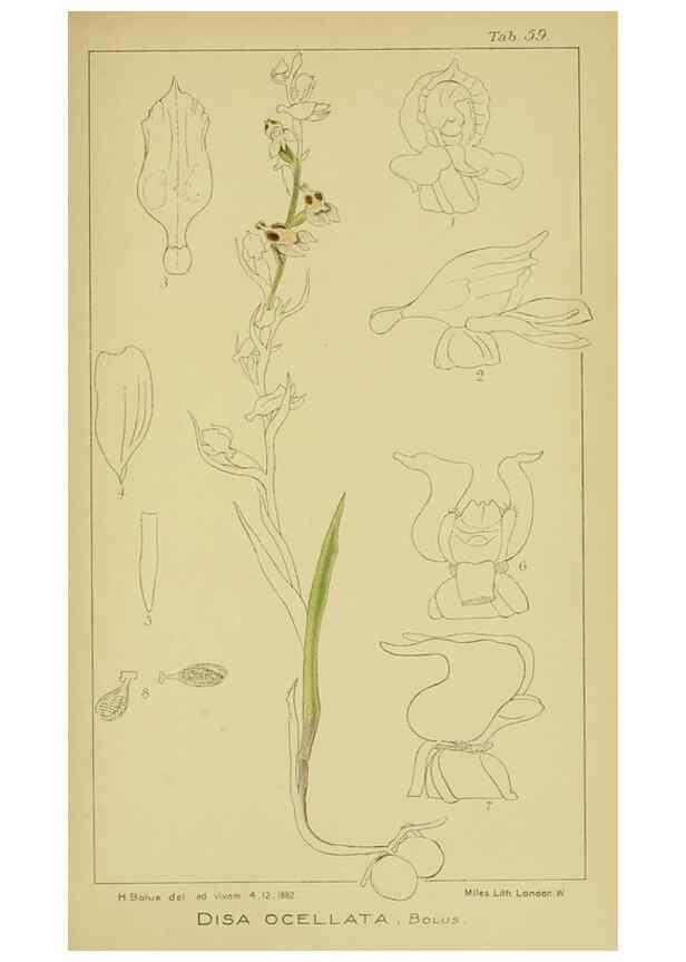 Reproducción/Reproduction 9731272433: Icones orchidearum austro-africanarum extra-tropicarum :. London :W. Wesley,1896-1913.