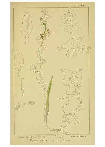 Reproducción/Reproduction 9731272433: Icones orchidearum austro-africanarum extra-tropicarum :. London :W. Wesley,1896-1913.
